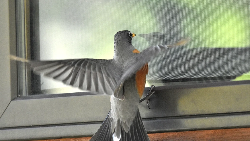 how long are birds stunned