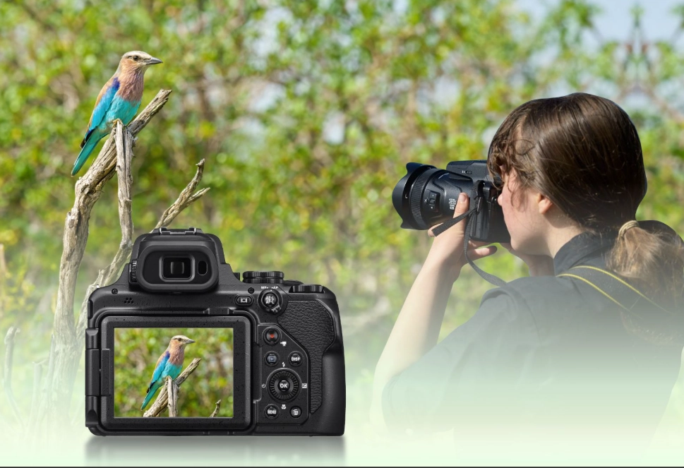 bird photography camera setup bird photography camera setup