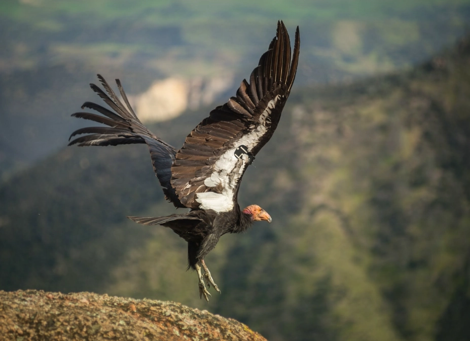 best birdwatching spots California