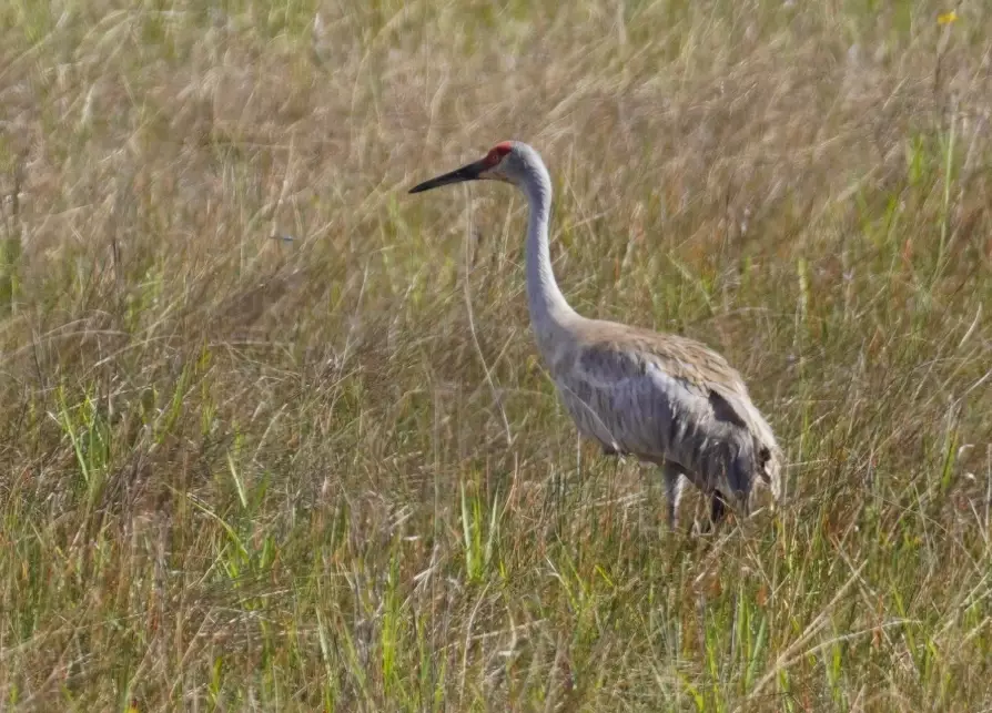 birding in Everglades national park birding in Everglades national park