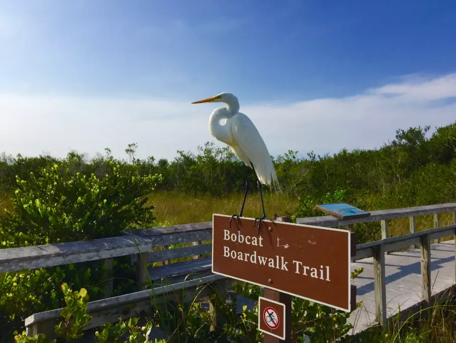 Birding in national parks florida