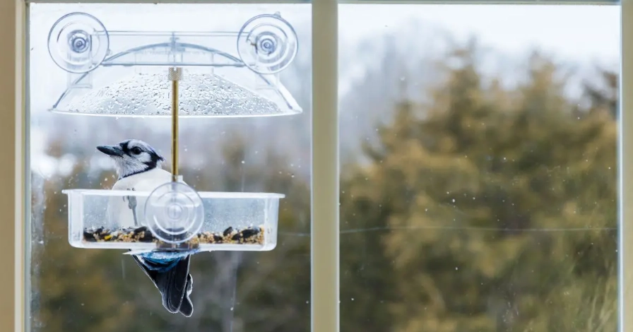 window bird feeder