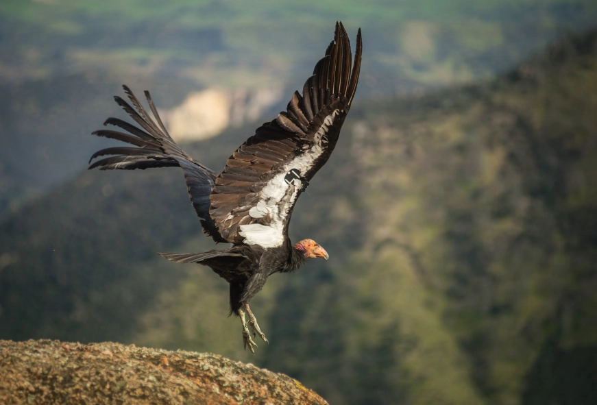 national parks birding national parks birding
