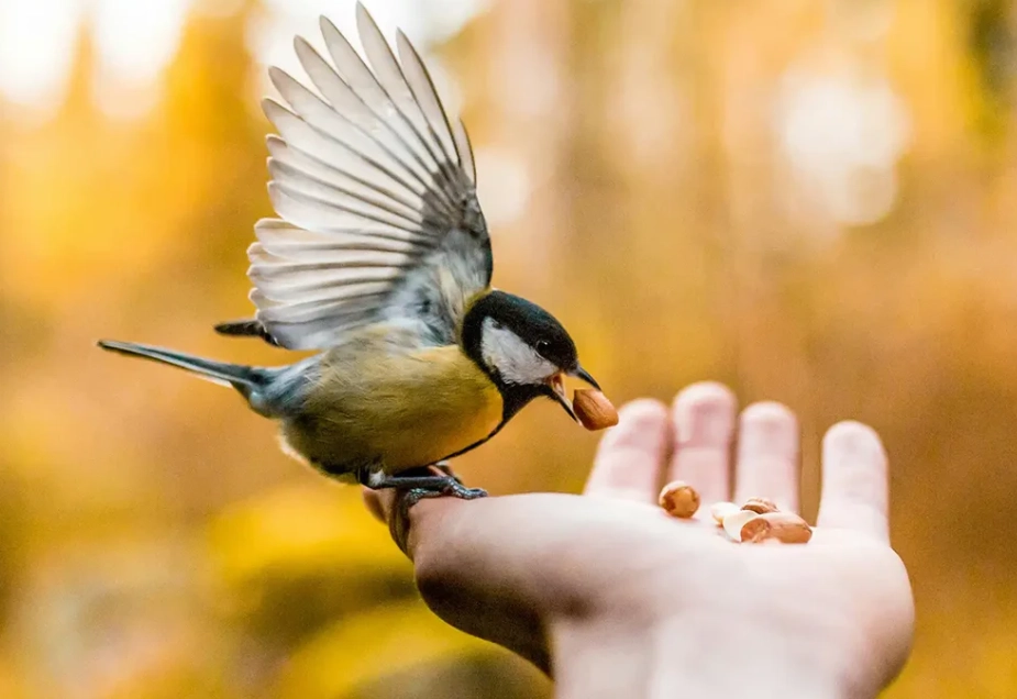 What does it mean if a bird visits you?