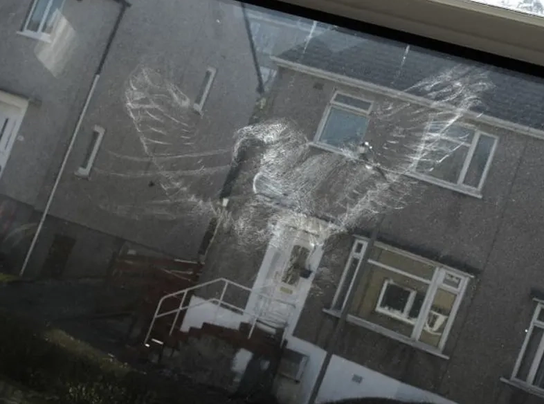 window strike bird recovery