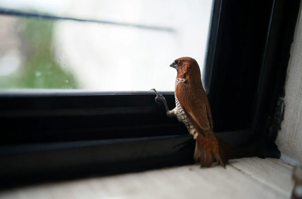 bird at window meaning