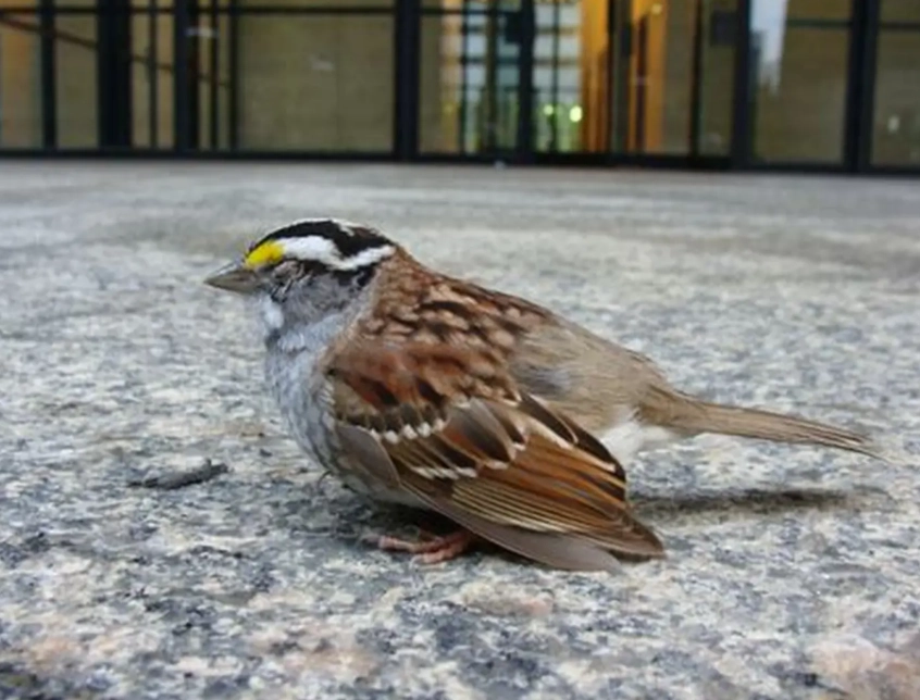 bird stunned after hitting window