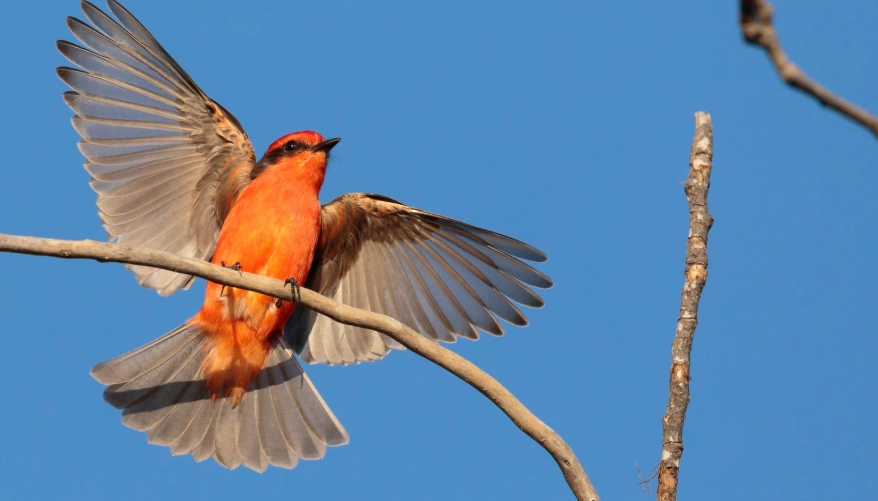 best birding in national parks best birding in national parks