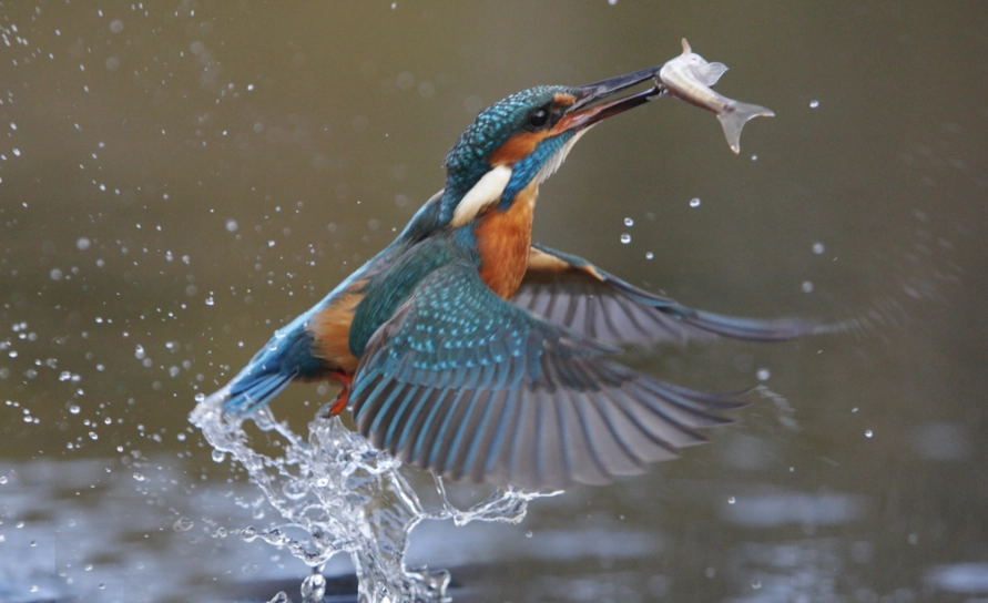 wildlife photography settings wildlife photography settings