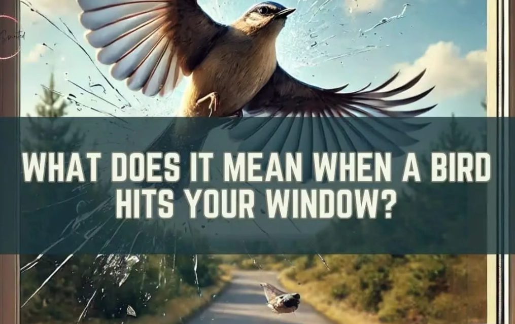 bird at window meaning