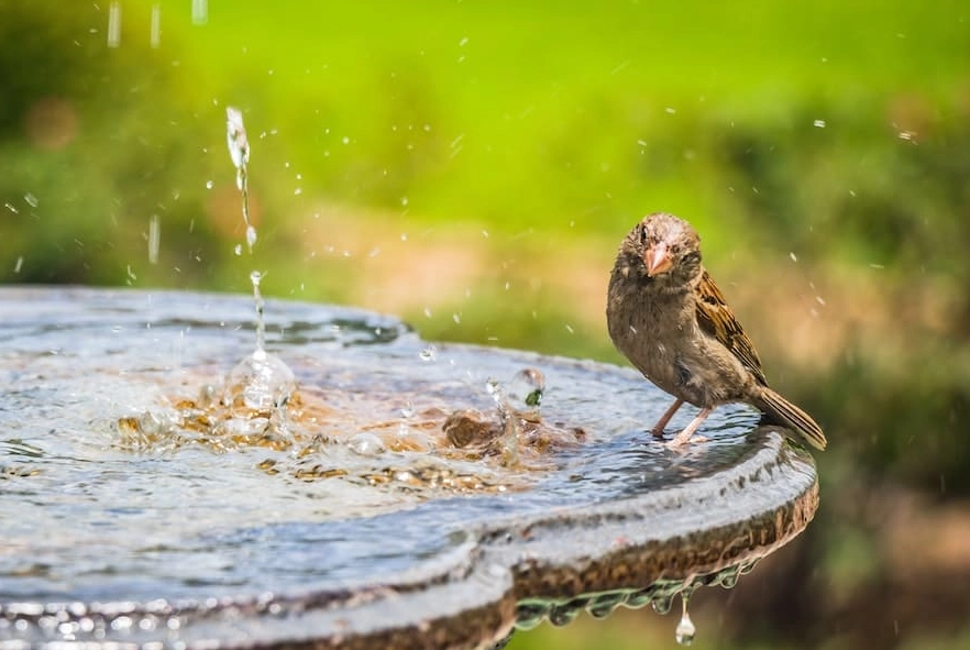 bird visitation meaning