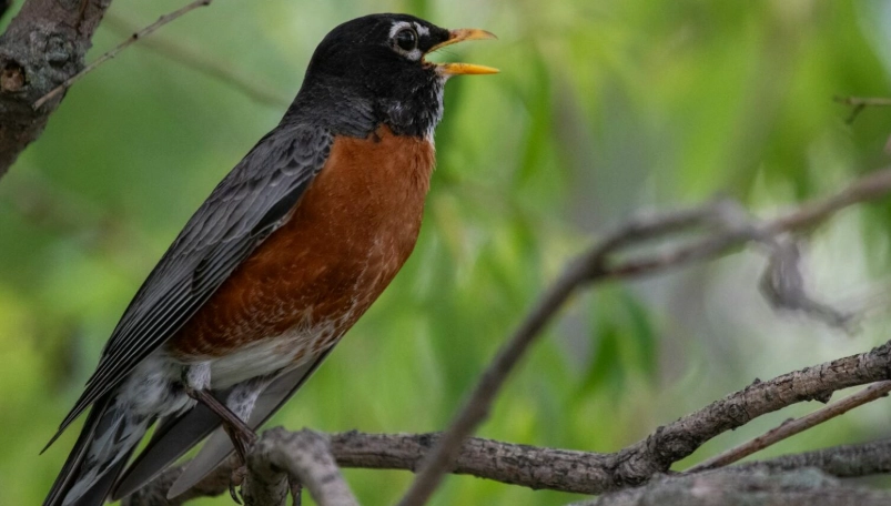 how to record bird sounds