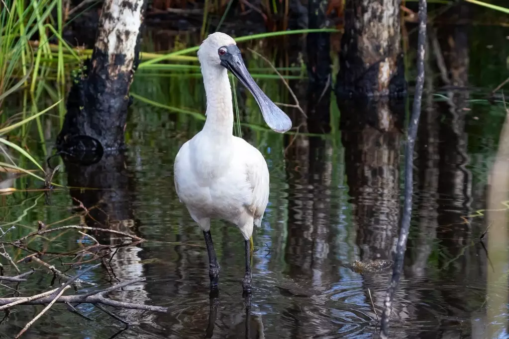 birdwatching wetlands