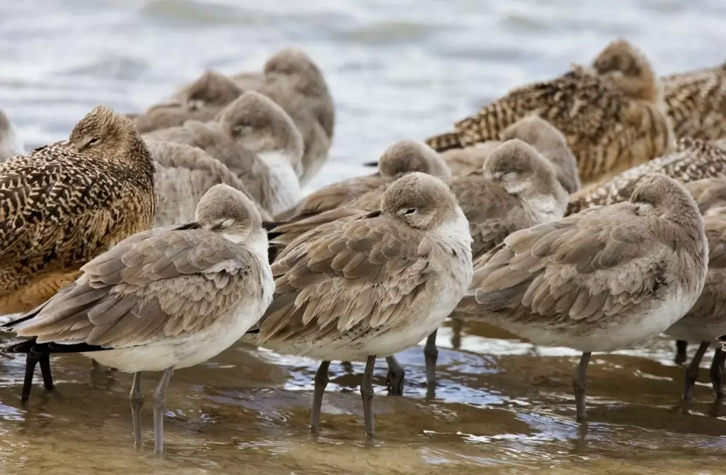 arctic birds climate change arctic birds climate change