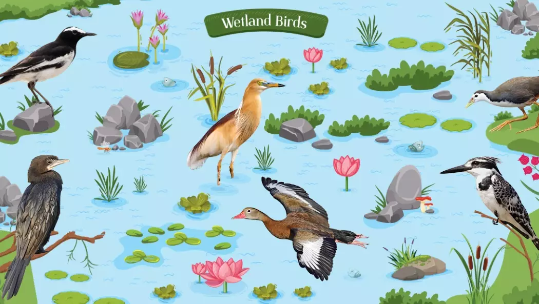 wetland birds