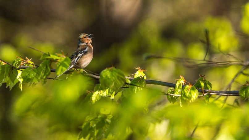 bird sound recording