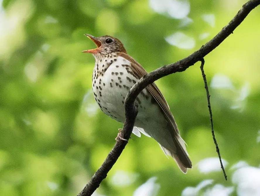 What is the best microphone for recording bird sounds?