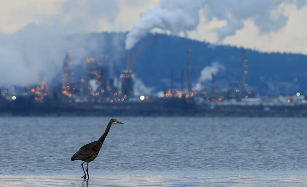 bird most affected by climate change