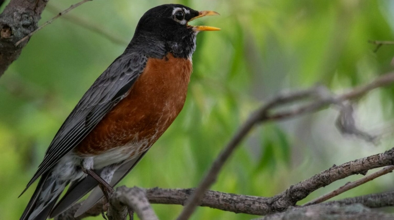 best recorder for bird sounds