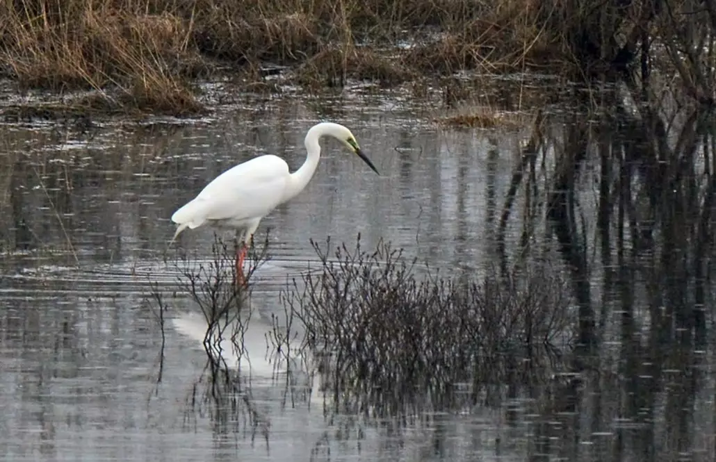 What do birds do in wetlands?