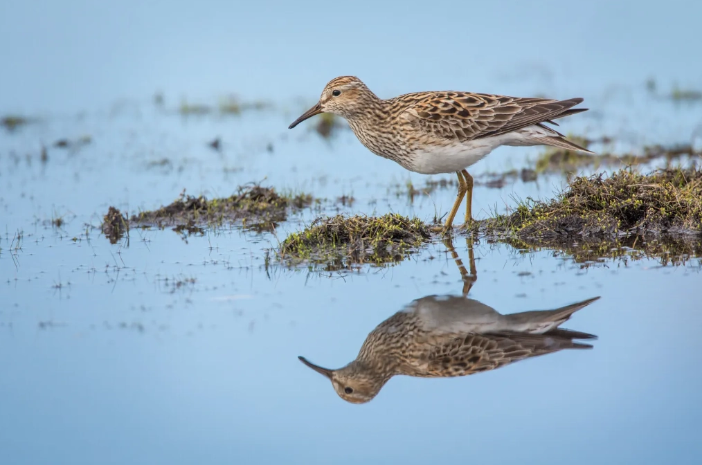 wetland birdwatching tips wetland birdwatching tips