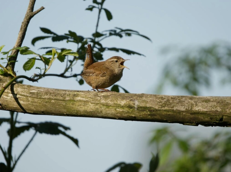 bird sound recording microphone