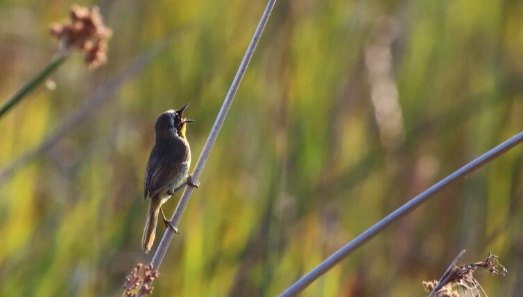 bird song recording for beginners