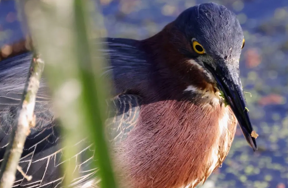 puffin population decline puffin population decline