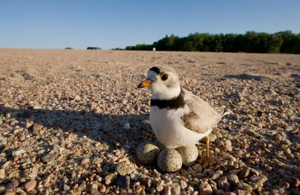 bird migration climate change