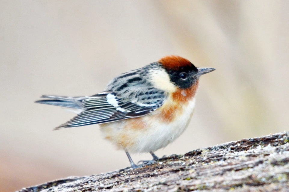arctic birds climate change arctic birds climate change