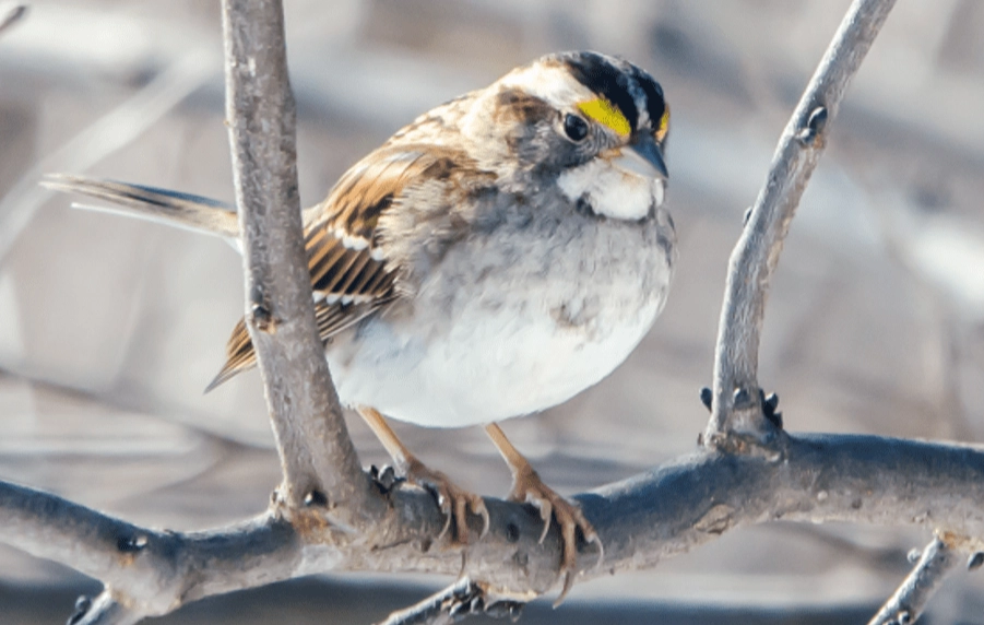 bird most affected by climate change bird most affected by climate change