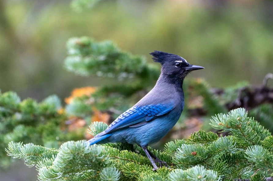 best birds in the mountains