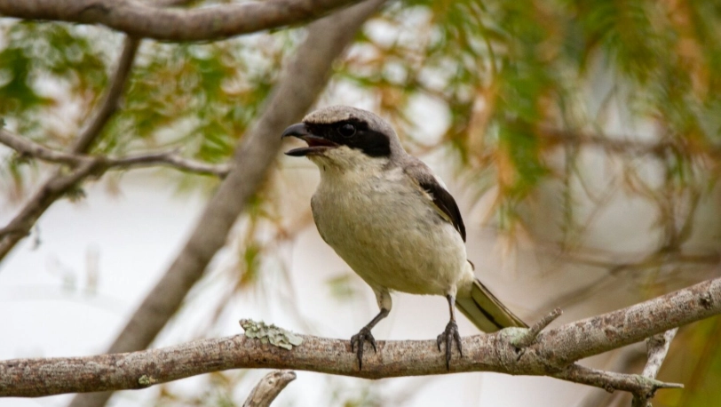 best recorder for bird sounds