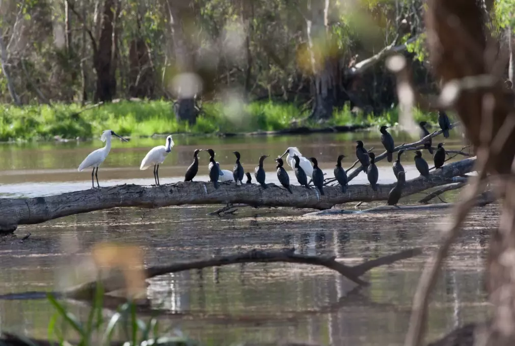 birdwatching wetlands