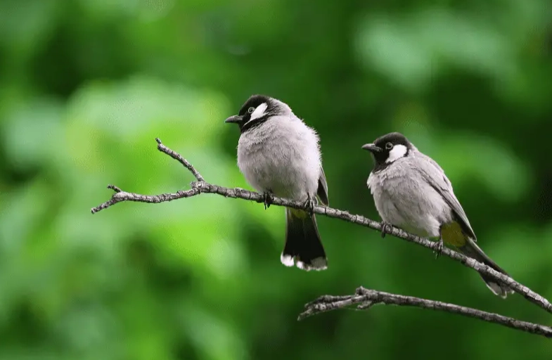 best microphone for bird sounds