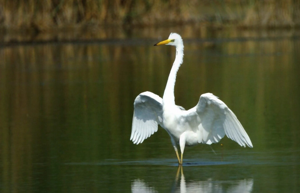 birds in wetlands birds in wetlands