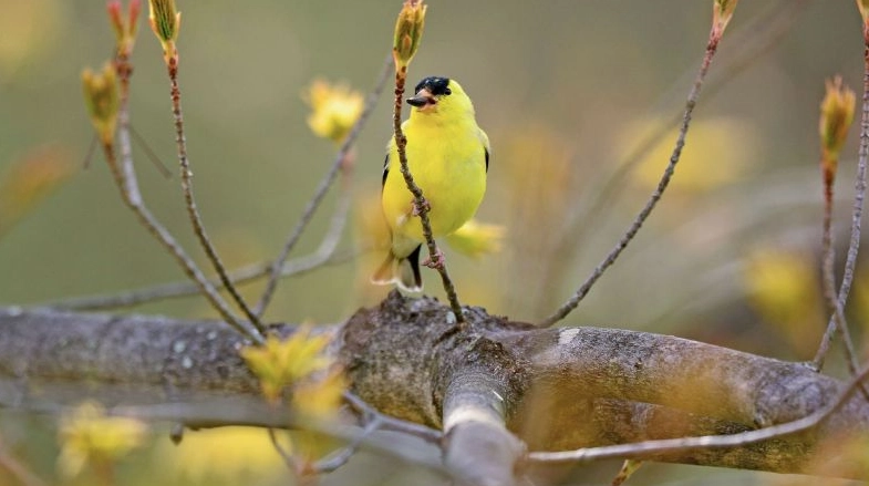 What bird is most affected by climate change