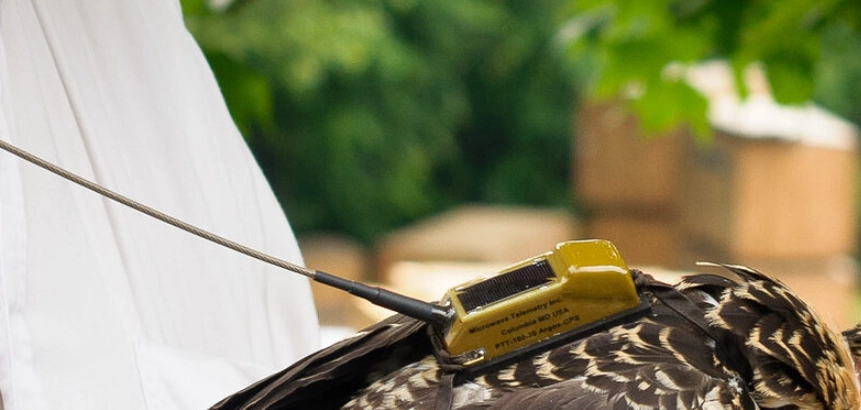 smallest GPS tracker for birds