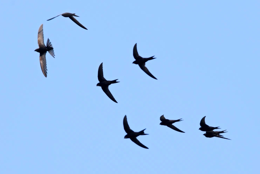windy day bird watching