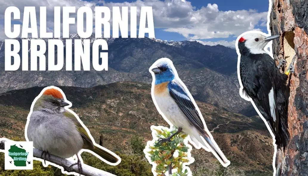Birding in different seasons california