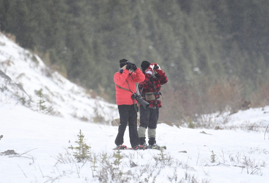 bird watching in winter