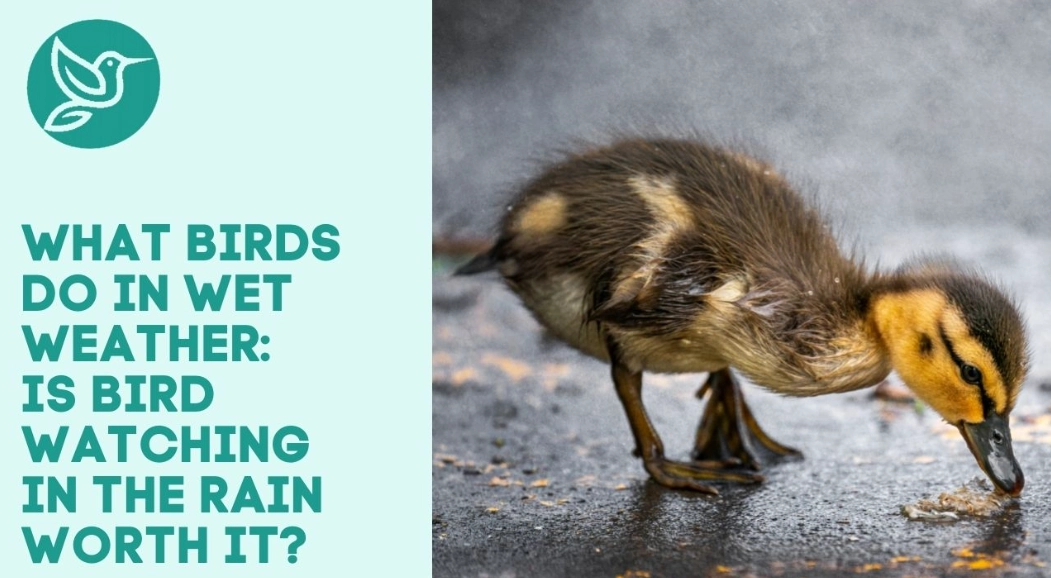 bird behavior in wet weather