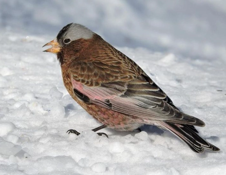Glacier National Park birding