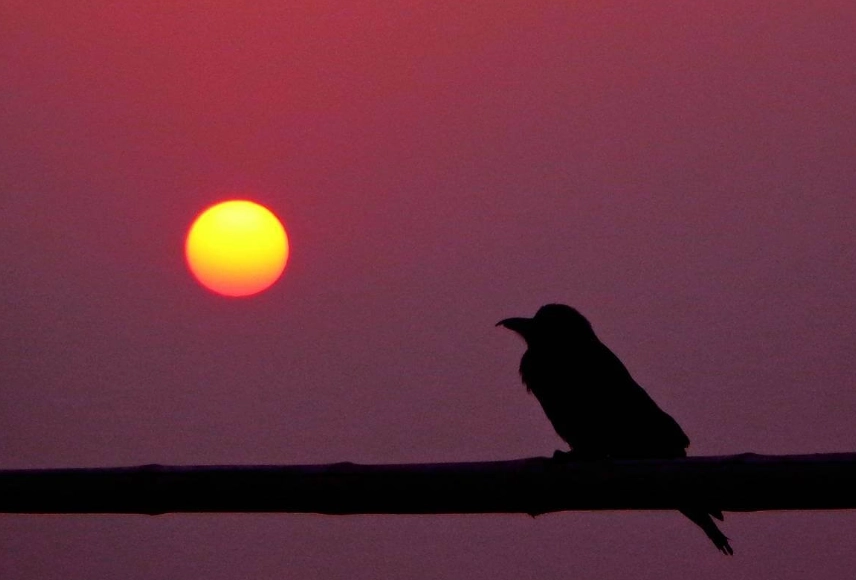 best time to bird watch