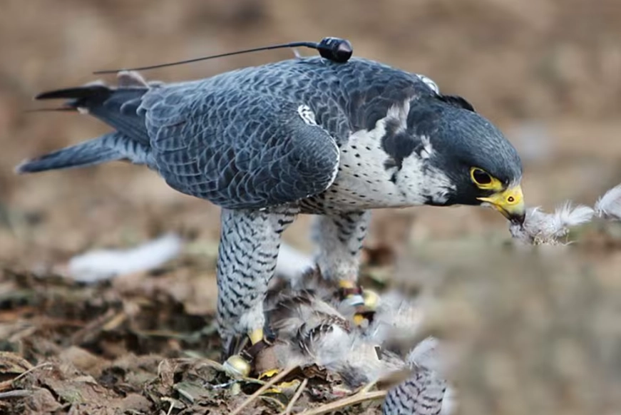 bird telemetry equipment
