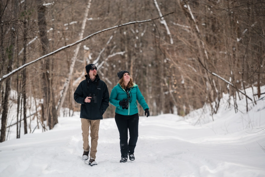 bird watching in winter