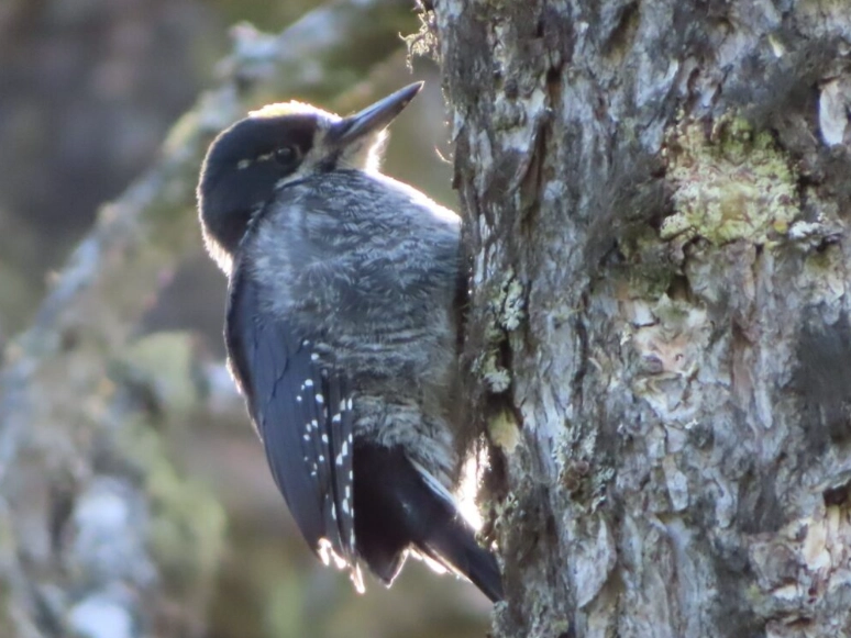 best time to bird Glacier
