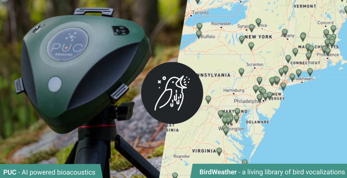 best weather for bird watching