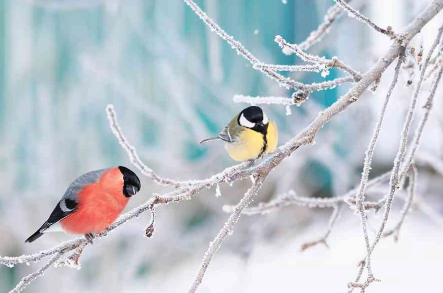 cold weather birding