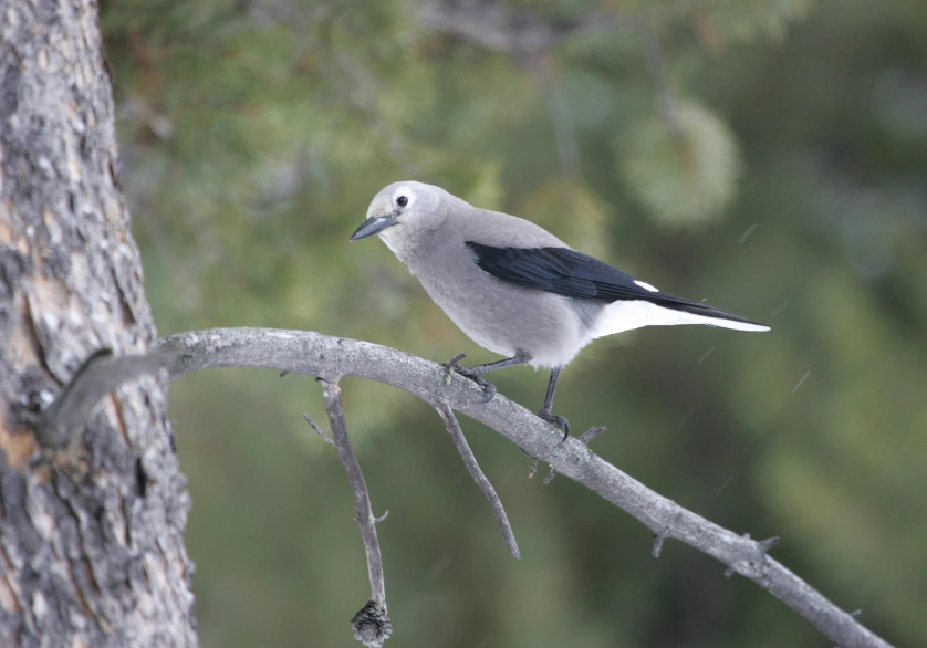 Glacier Park birds
